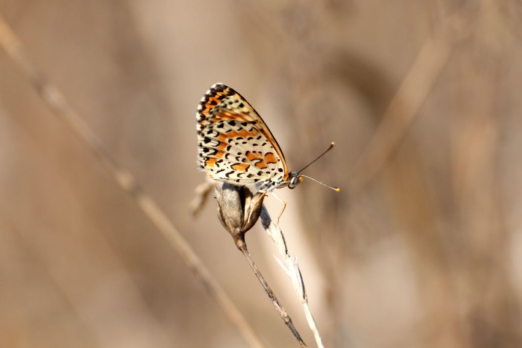 Tutte Melitaea didyma? S